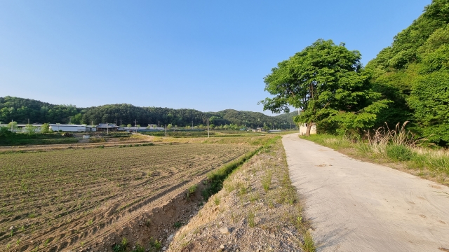 논 풍경 산책길